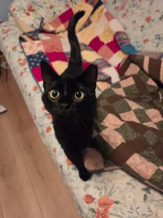 Kona