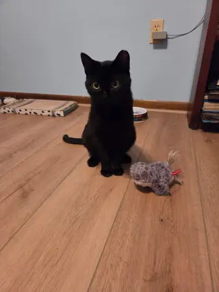 Kona