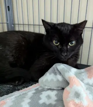 Kona