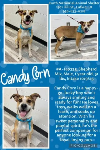 CANDY CORN
