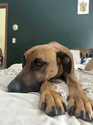 SAMSON