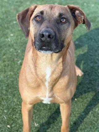 SAMSON