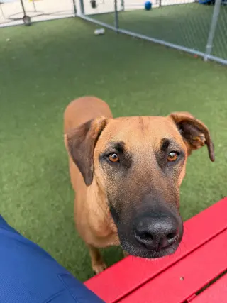 SAMSON