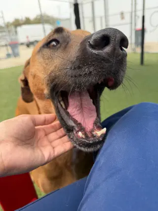 SAMSON