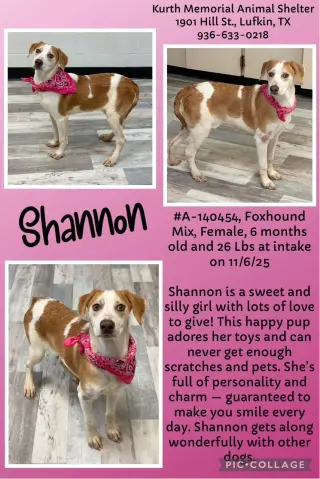 SHANNON