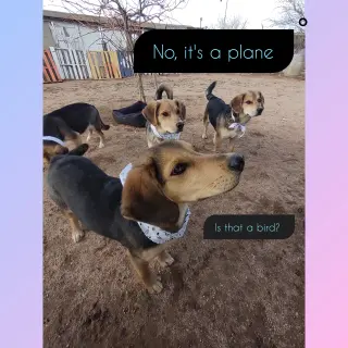 Beetles--Beagle pups on Abby Road
