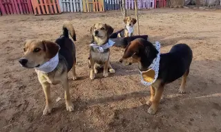 Beetles--Beagle pups on Abby Road