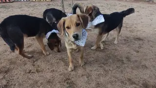 Beetles--Beagle pups on Abby Road