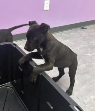 Venus (Planet Litter)