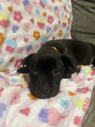 Venus (Planet Litter)