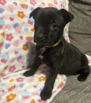 Venus (Planet Litter)