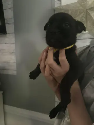 Venus (Planet Litter)