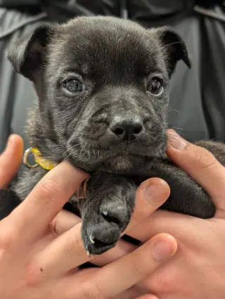 Venus (Planet Litter)