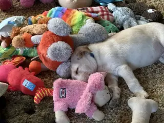 Max