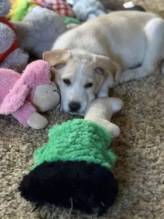 Max