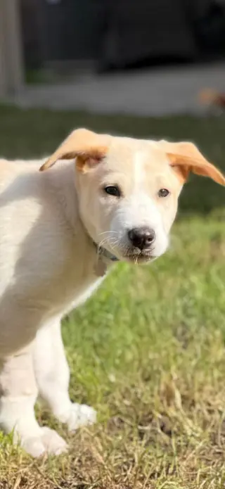 Max