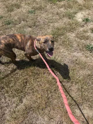 Tank (Darla's litter)