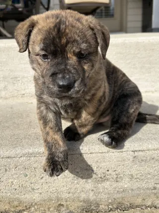 Tank (Darla's litter)