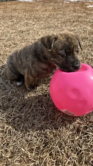 Tank (Darla's litter)