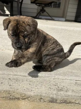 Tank (Darla's litter)