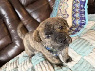 Tank (Darla's litter)