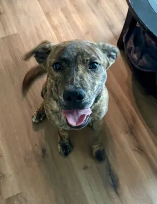 Tank (Darla's litter)
