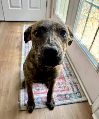 Tank (Darla's litter)