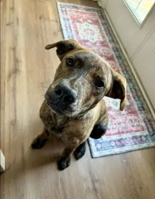 Tank (Darla's litter)