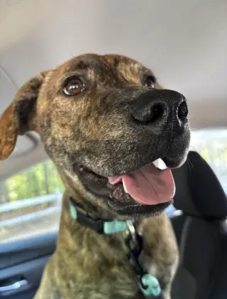 Tank (Darla's litter)