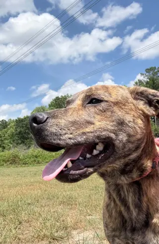 Tank (Darla's litter)