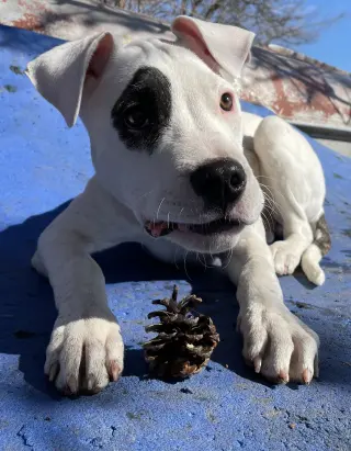 Freya