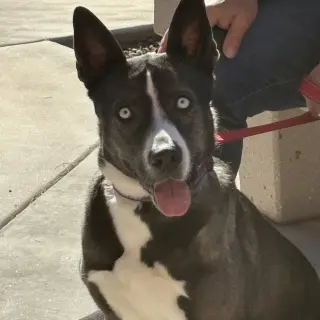Lily #6