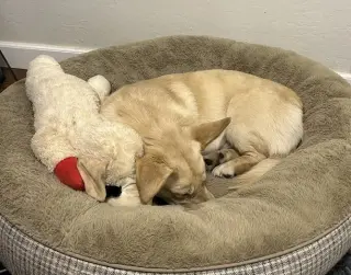 Twinkie