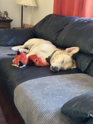 Twinkie
