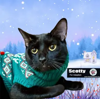 Scotty