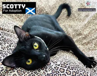 Scotty