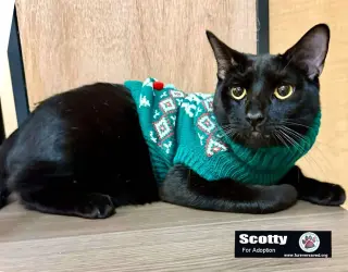 Scotty