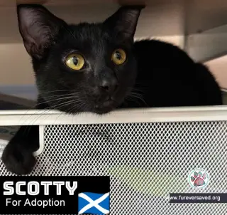 Scotty