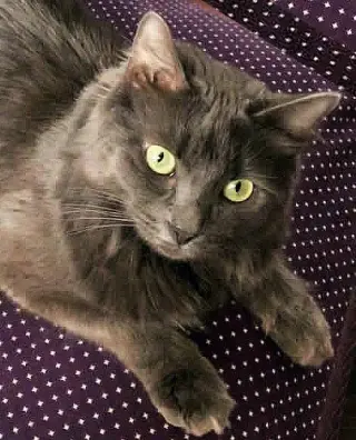 Misha