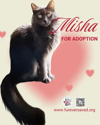 Misha