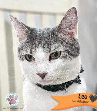 Leo