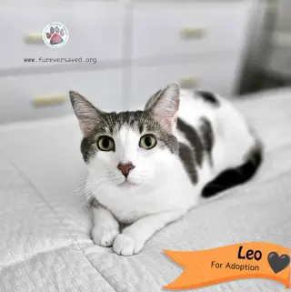 Leo