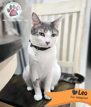 Leo