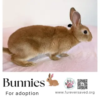 Bunnies for Adoption