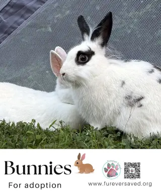Bunnies for Adoption