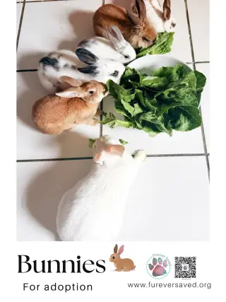 Bunnies for Adoption