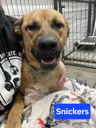 Snickers