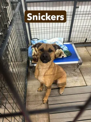 Snickers
