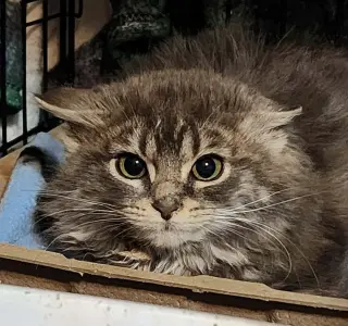 Spruce