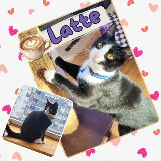 Mocha and Latte